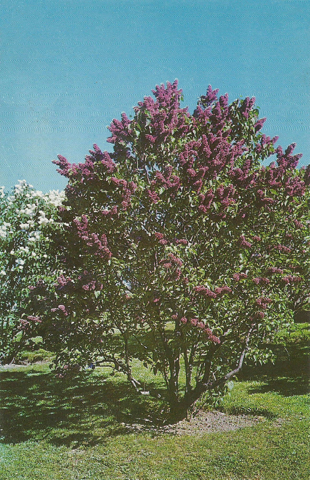 Highland Park Lilacs (18) Pictures of Rochester and Monroe County, NY